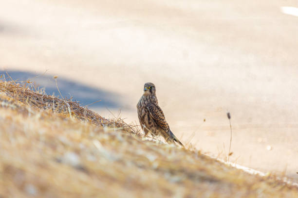 A kestrel stuck on a roof looking out the window
