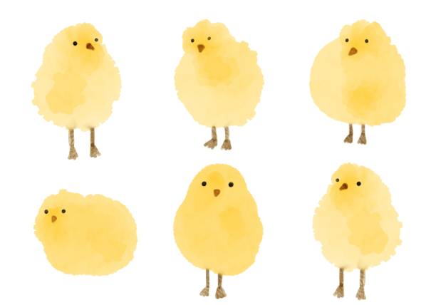 zestaw małych akwarelowych kurczaków. słodkie wielkanocne kurczaki w różnych pozach. - chicken eggs animal egg cartoon stock illustrations