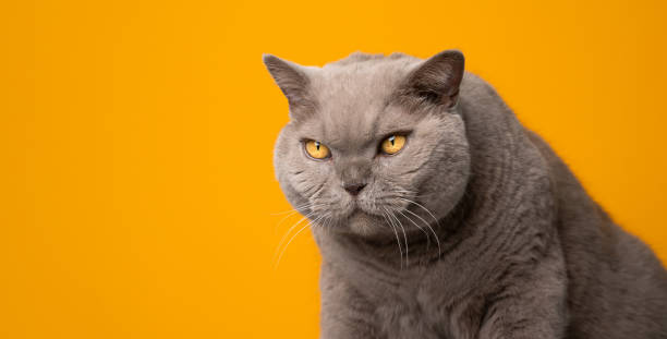istock big british shorthair cat looking at copy space on yellow background 1348300224