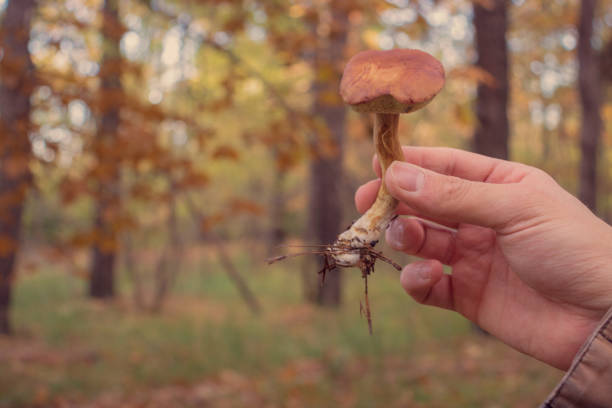 istock Male hand holding a mushroom called Boletus Badius 1348300508