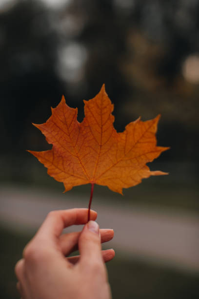 istock Female hand holding a fallen orange maple leave. 1348301124