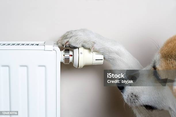 Dog Adjusting Comfort Temperature On Radiator Stock Photo - Download Image Now - Radiator - Heater, Dog, Electric Heater
