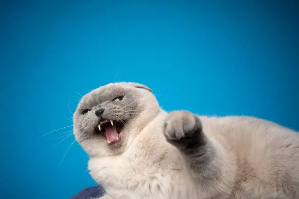 angry scottish fold cat hissing at camera raising paw on blue background with copy space