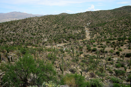 Rincon Mountains in the Sonora desert in central Arizona USA