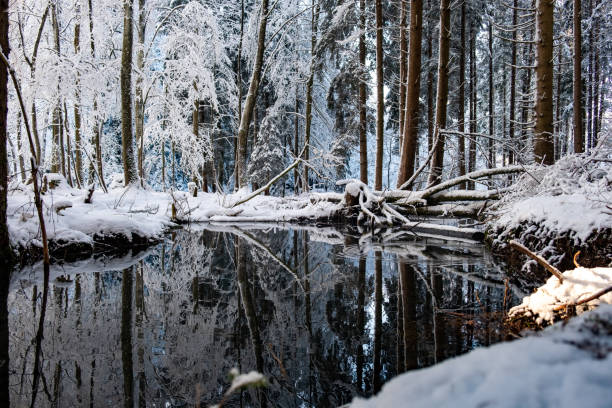 istock Reflections of snow covered trees 1348306176