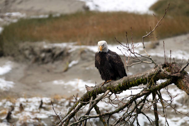 istock Bald Eagles in Haines Alaska 1348307576