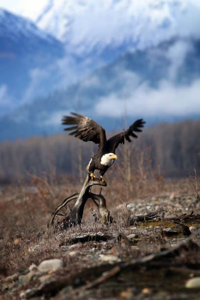 bald eagles in haines alaska - haines imagens e fotografias de stock