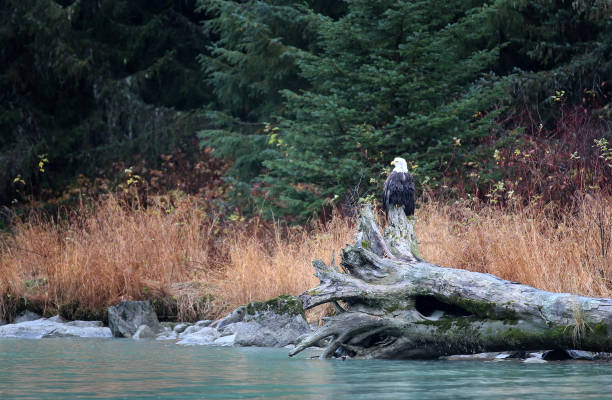 istock Bald Eagles in Haines Alaska 1348307582