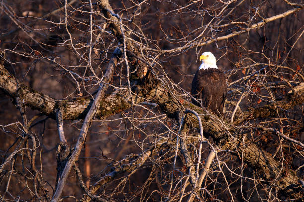 istock Bald Eagles in Haines Alaska 1348307587