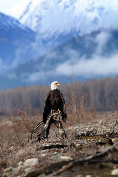 istock Bald Eagles in Haines Alaska 1348308109