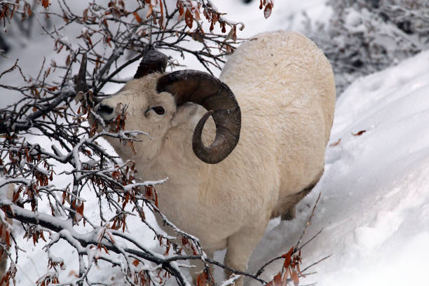istock Dall sheep in Denali National Park 1348310652