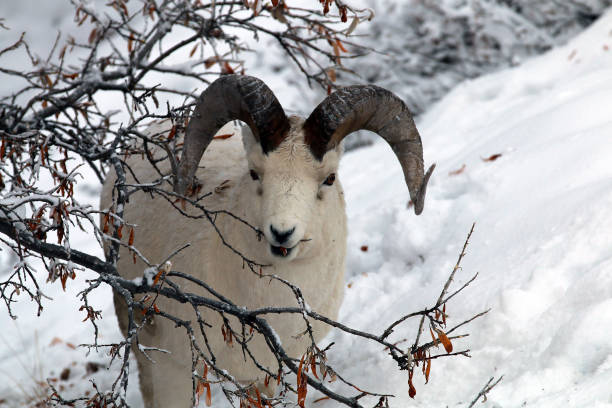istock Dall sheep in Denali National Park 1348310653