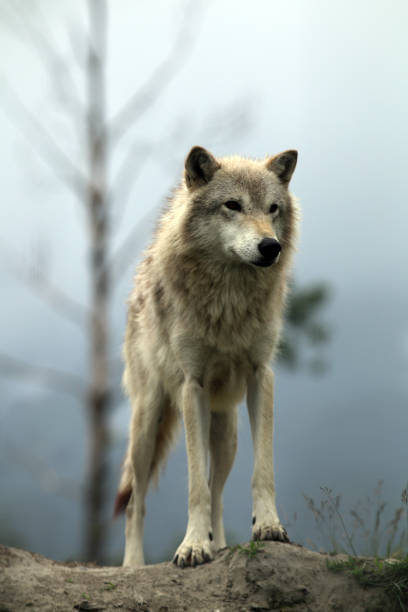 istock Wolf at Alaska Wildlife Conservation Center 1348311288