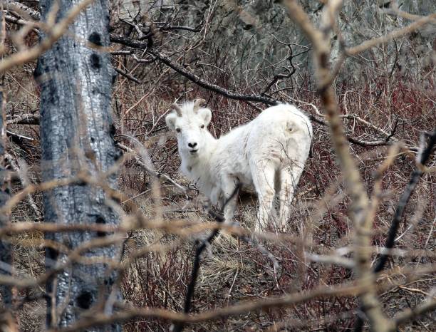 istock Dall's sheep in Chugach State Park Alaska 1348312222