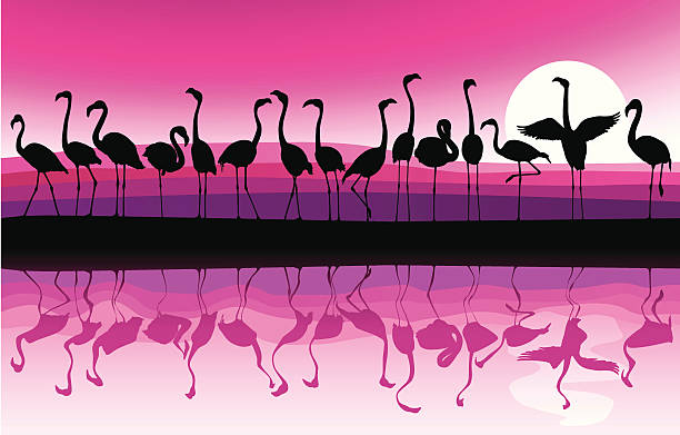 flamingo 배경기술 - wading stock illustrations