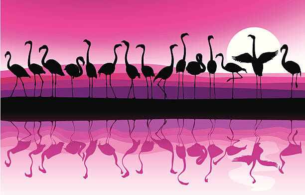 flamingo tle - wading stock illustrations