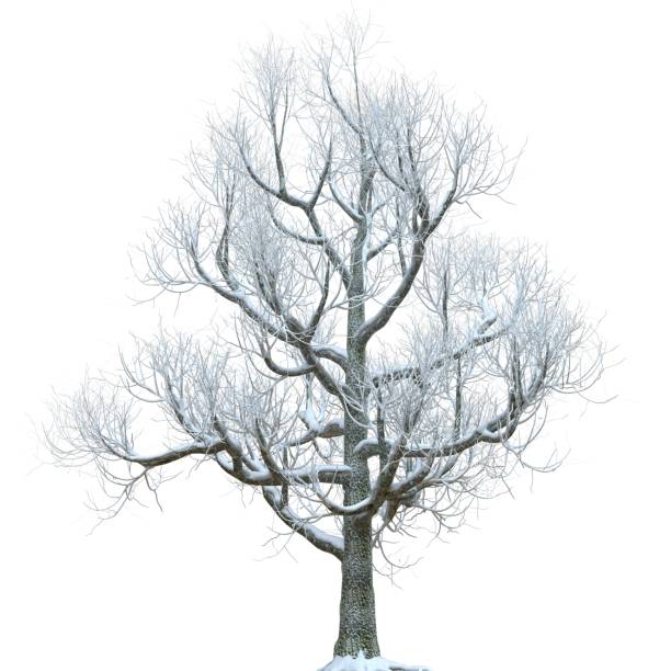 istock Winter tree in the snow isolated on white background 3d illustration 1348314435