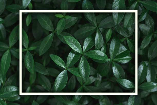 istock Dark background image. Carpet of periwinkle plant leaves with white rectangular frame. Top view. Flat lay, copy space 1348316656