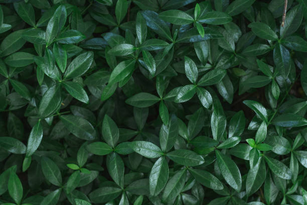 istock Dark background image. Carpet of periwinkle plant leaves. Top view. Flat lay, copy space 1348316657