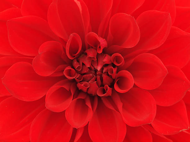 Dahlia 'Bishop of Llandaff'. Red single flower.\nFocus on the foreground.