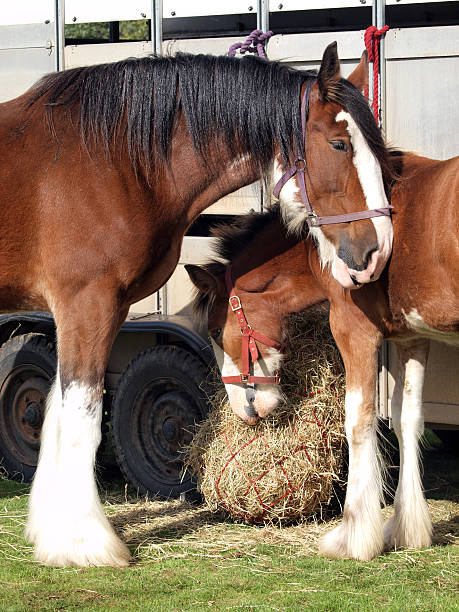 clydesdale mare and foal - clydesdale stok fotoğraflar ve resimler