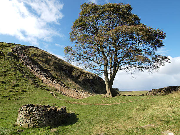 istock Sycamore Gap at Hadrian's Wall 134831711