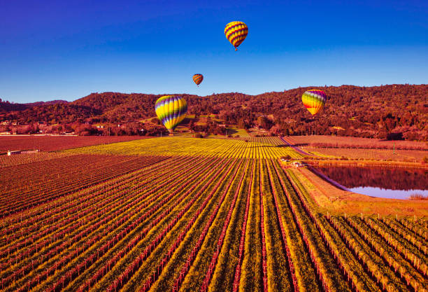 vista aerea dei campi di vigneto del vino a napa con mongolfiere - napa grape vineyard vine foto e immagini stock