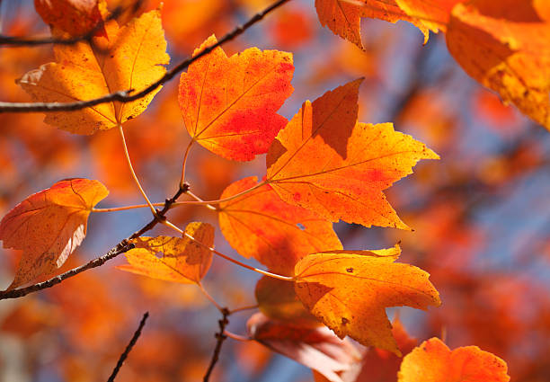 Maple folhas laranja de fundo - foto de acervo