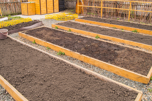 Newly built raised vegetable beds, empty beds with prepared soil in the garden in spring.