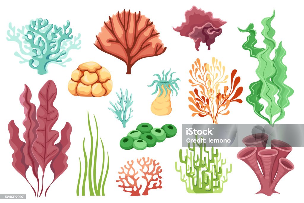 Ilustración de Dibujos Animados Plantas Oceánicas Vida Acuática Arrecifes  De Coral Marinos O Algas Marinas Vida Acuática Aislada Sobre Fondo Blanco y  más Vectores Libres de Derechos de Agua - iStock