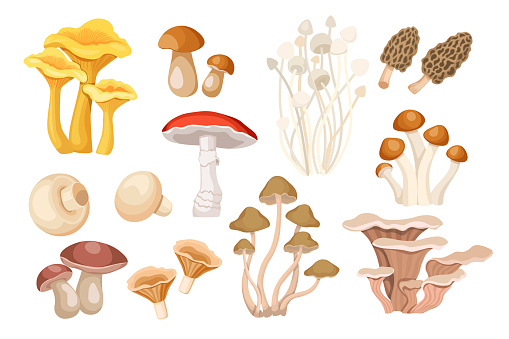 Set of Cartoon Mushrooms Chanterelles, Boletus and Orange Cap Boletus, Morel, Enoki, Fly Agaric or Amanita. Champignons, Armillaria Mellea and Milk Mushroom and Oyster. Vector Illustration, Icons Set