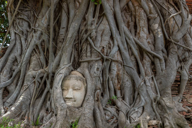 istock Ancient buddha head embedded in a Banyan tree unseen at Wat mahathat. 1348319140