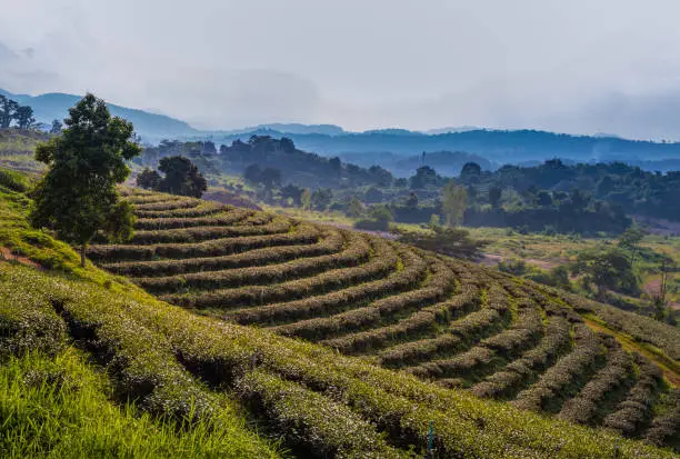 Green tea plantation landscape of Doi Mae Salong, Chiangrai Thailand. Selective focus.