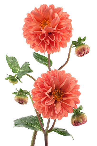 dahlia Studio Shot of  Orange Colored Dahlia Flowers Isolated on White Background. Large Depth of Field (DOF). Macro. Symbol of Elegance, Dignity and Good Taste. dahlia photos stock pictures, royalty-free photos & images