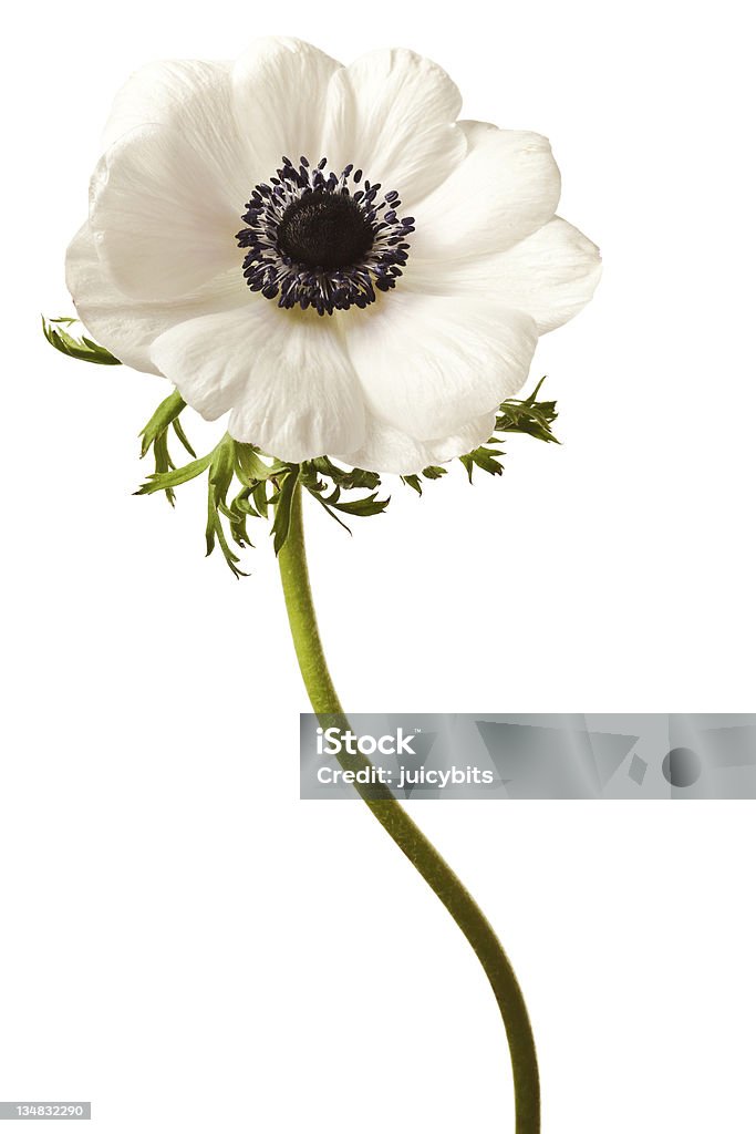 흑백 아네모네 격리됨에 - 로열티 프리 아네모네 꽃 스톡 사진