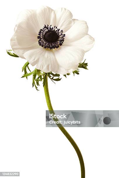 흑백 아네모네 격리됨에 아네모네 꽃에 대한 스톡 사진 및 기타 이미지 - 아네모네 꽃, 흰색, 꽃-식물
