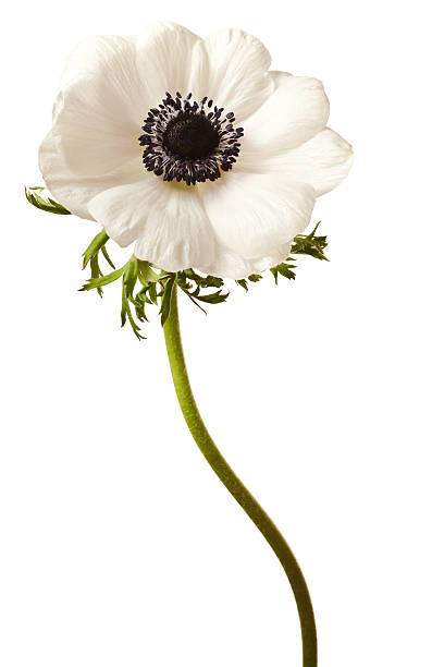 Black and White Anemone Isolated Black and White Anemone Isolated anemone flower photos stock pictures, royalty-free photos & images