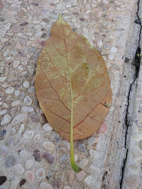 istock Jakarta Indonesia October 24, 2021, dry leaves. 1348324565