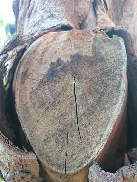 istock Jakarta Indonesia October 24, 2021, dry logs after being cut. 1348324601
