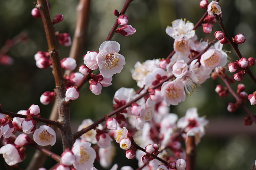 Plum blossoms in Japan. 