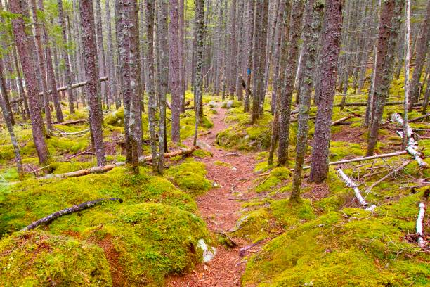 istock Acadia National Park - Hiking Path - Moss and Pine Trees 1348330801