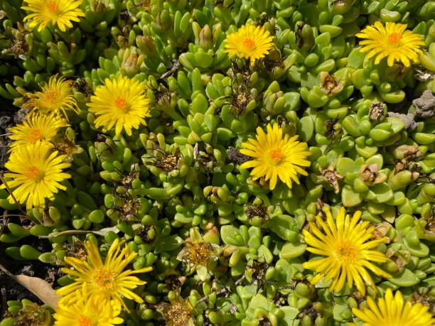 Ice plant (Delosperma lineare), Westworld Jizzplant, Iceplant, Delosperma nubigenum Lesotho, the Lesotho midday flower or perennial midday flower Ice plant (Delosperma lineare), Westworld Jizzplant, Iceplant, Delosperma nubigenum Lesotho, the Lesotho midday flower or perennial midday flower delosperma nubigenum stock pictures, royalty-free photos & images