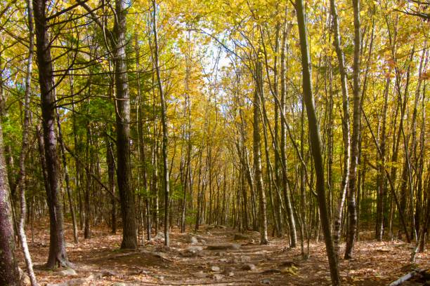 istock Acadia National Park - Autumn Fall Coloring - Hiking Trail 1348330828