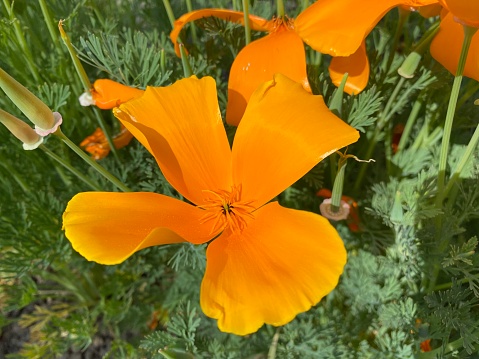 Avens plant with rain covered orange flower