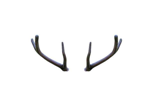 istock Horns of wild deer isolated on white background 1348333036