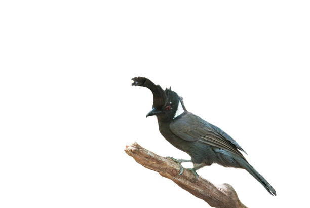 Crested Jay, A bird that is black, rare and has a crest on its head., isolated on white background