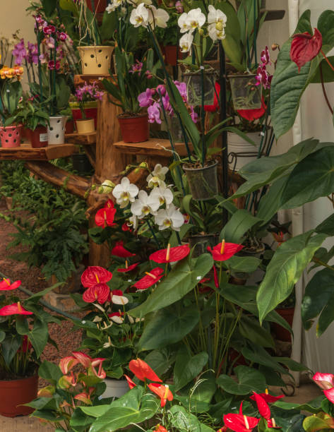 istock Beautiful orchis in a plant market 1348333708