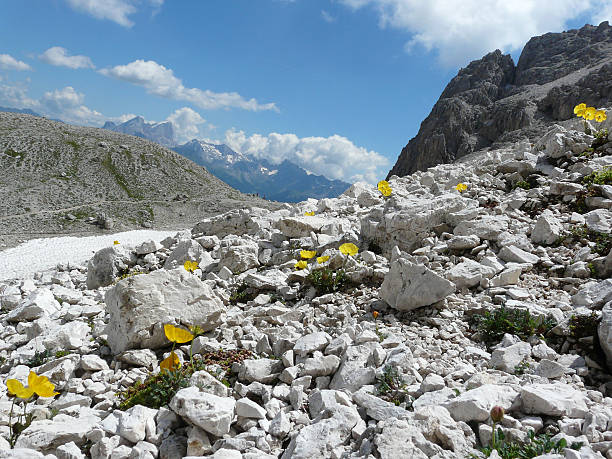 Mountain landscape with yellow flowers