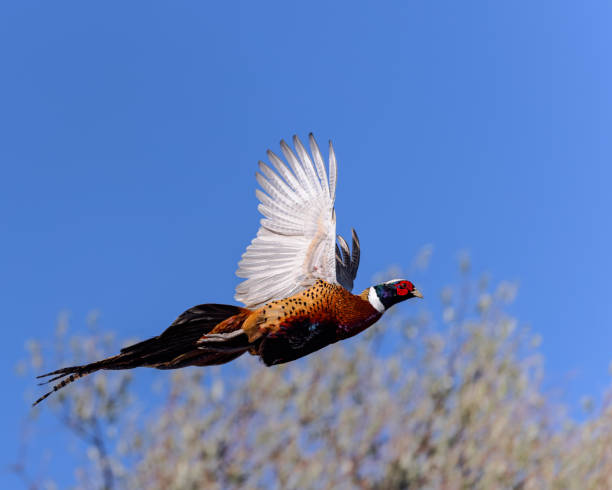 Ring-necked Pheasant (Phasianus colchicus) A ring-necked pheasant takes flight against a blue, autumn sky. rooster open wings stock pictures, royalty-free photos & images