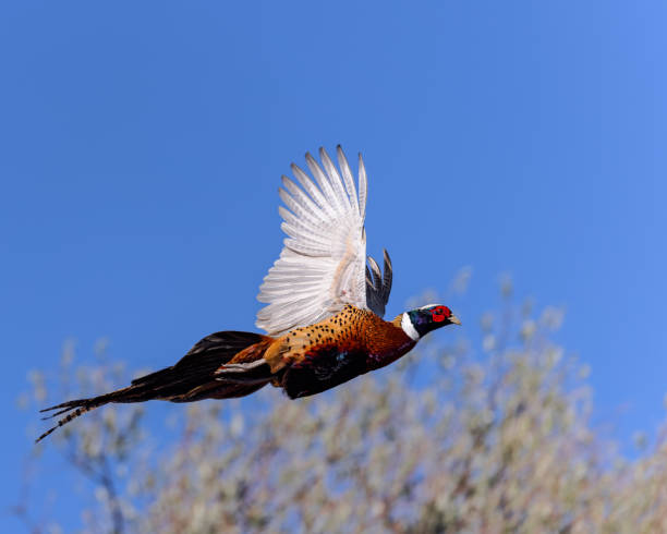 faisão-de-pescoço-anel (phasianus colchicus) - pheasant hunting fotos - fotografias e filmes do acervo